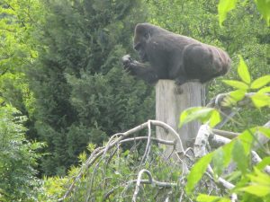 Le gorille qui est assis sur le poteau !!