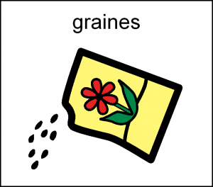 graines