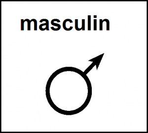 masculin