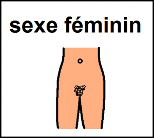 sexe féminin